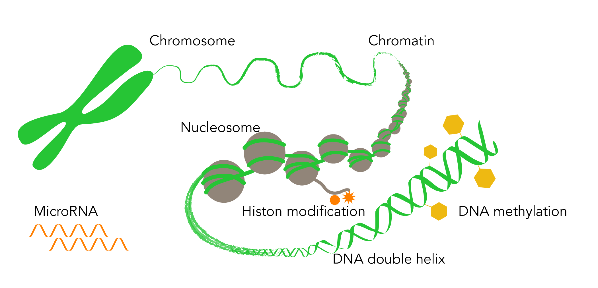 Epigenome