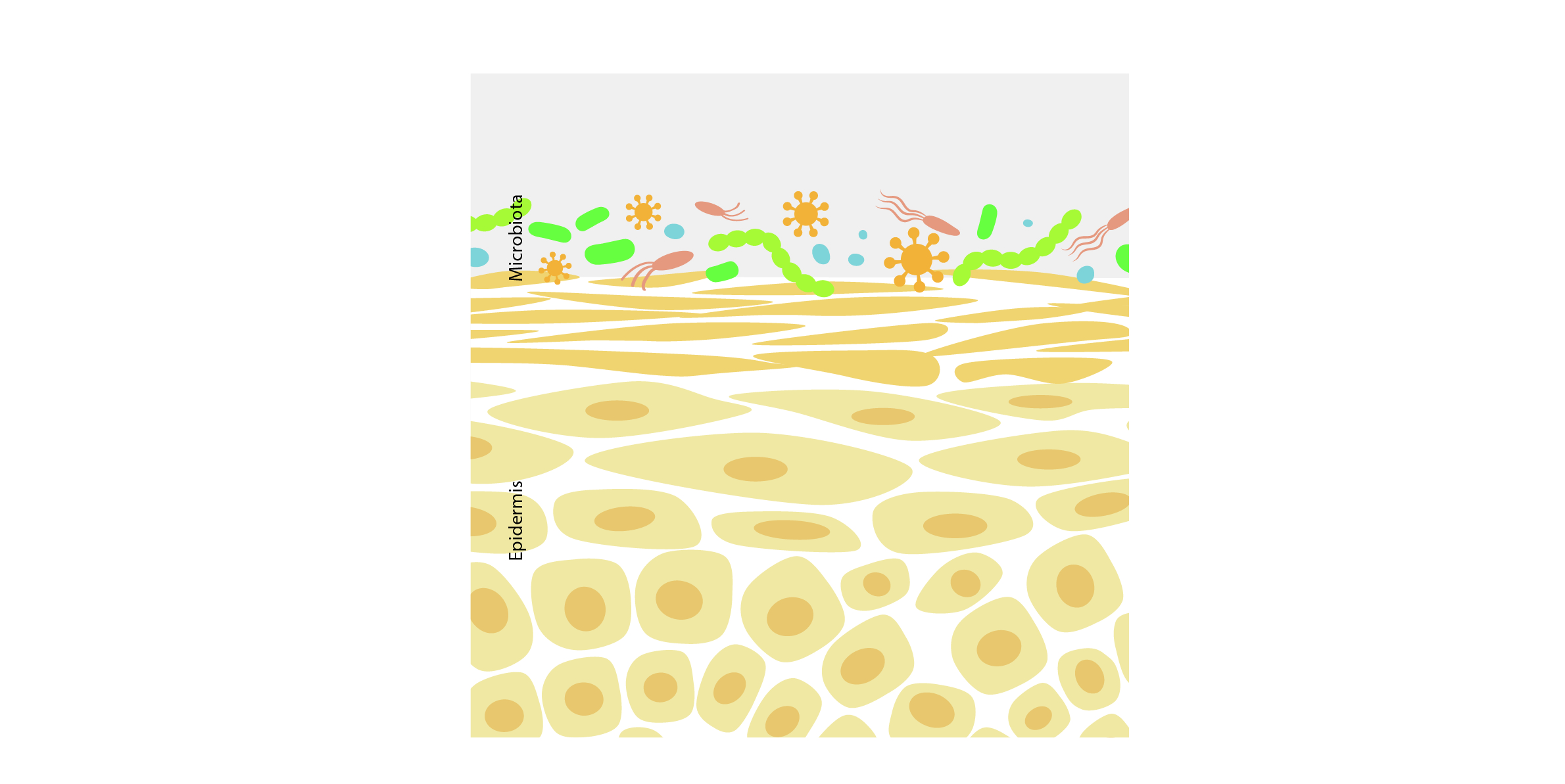 Black_BeeOme_The_Skin_Microbiota_Ecosystem