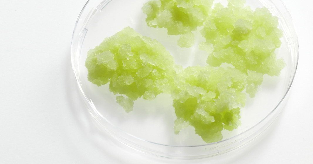 Phyto Cell Tec