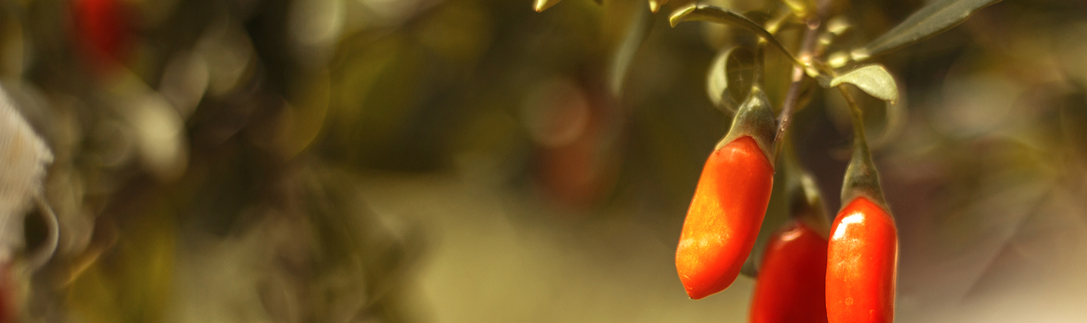 PhytoCellTec Goji