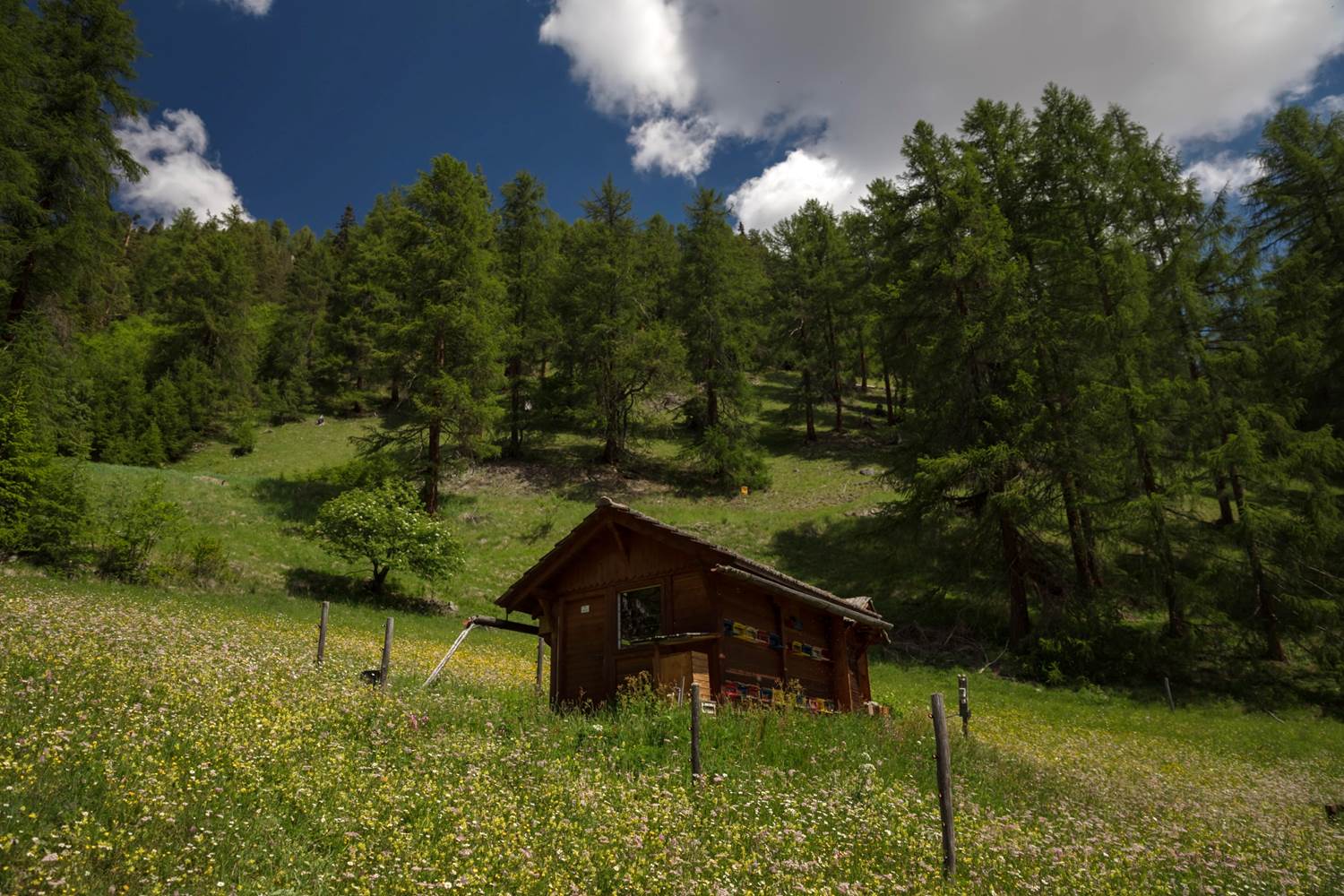 bee house