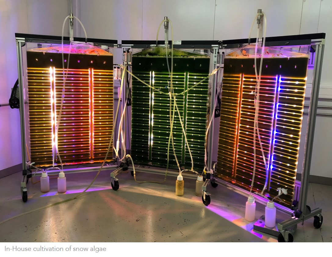 inhouse algae production
