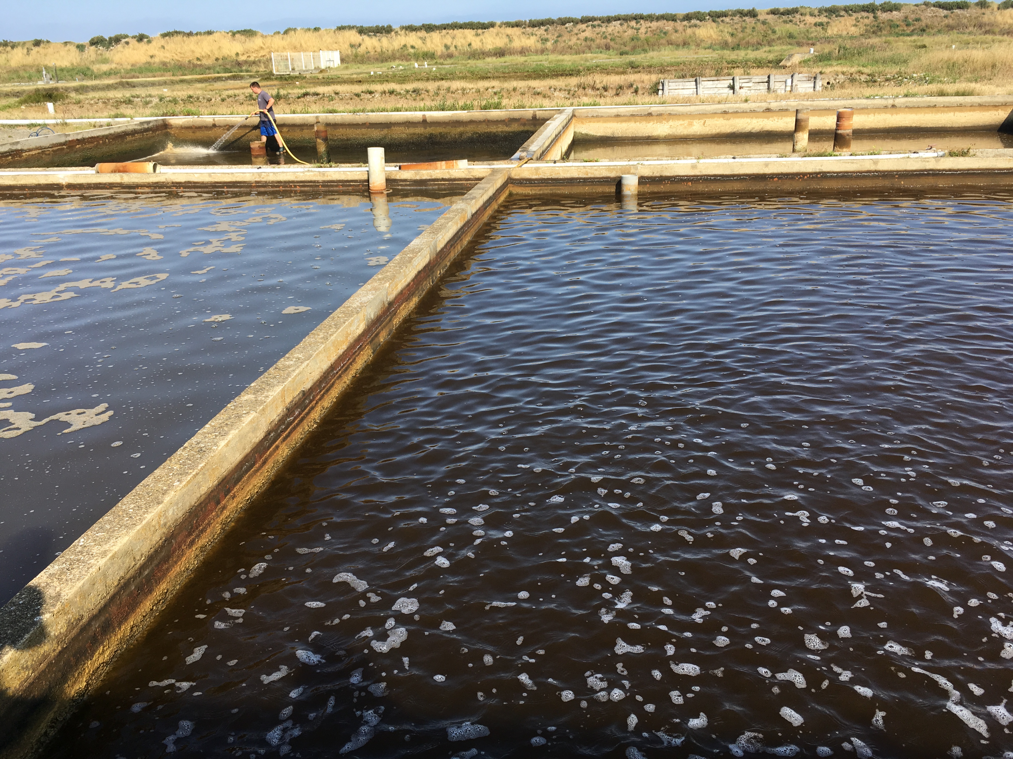 pond algae
